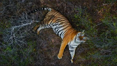 Indian Tiger Stock Photos