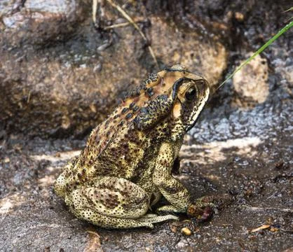 Indian Toad Stock Photos