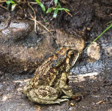 Indian Toad Stock Photos