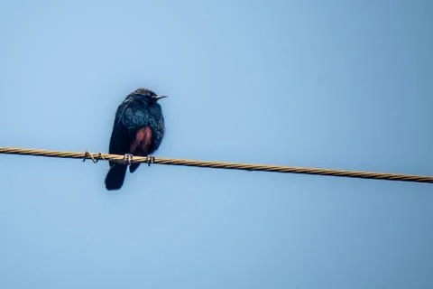 Indian tobin perching on wire Stock Photos