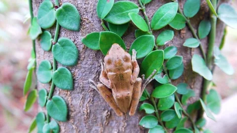 Indian tree frog, Hong Kong Island Stock Footage 343639959