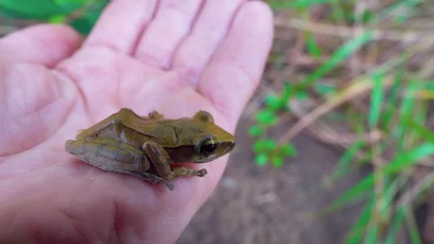 Indian tree frog, Hong Kong Island Stock Footage 343640002