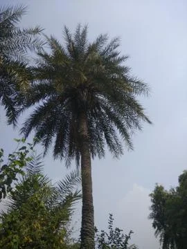 Indian Tree Image 스톡 사진