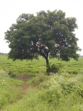 Indian Tree Stock-Fotos