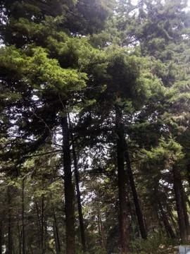Indian Trees Image at Forest 스톡 사진