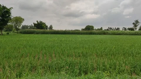 Indian Village fields crop flowing in wind. Stock Footage 140972674