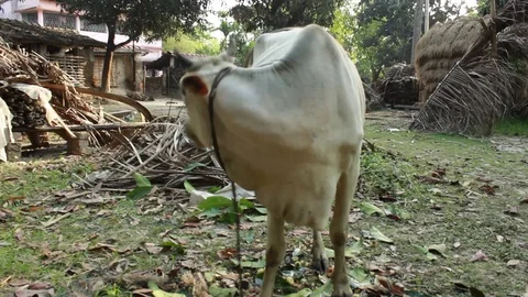 Indian Village Stock Footage 86524039
