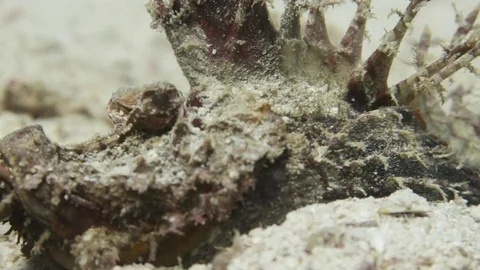 Indian Walkman/ Devil stinger/ Demon stinger Stock Footage 80798001