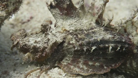 Indian Walkman/ Devil stinger/ Demon stinger Stock Footage 80800250