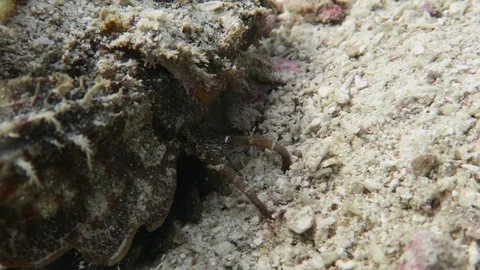 Indian Walkman/ Devil stinger/ Demon stinger Stock Footage 80800479