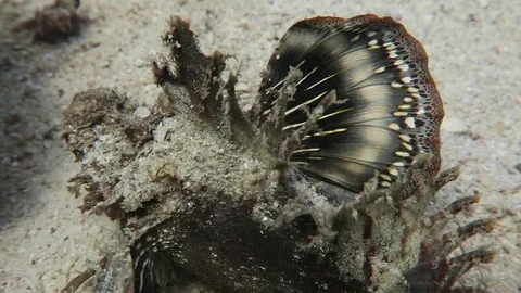 Indian Walkman/ Devil stinger/ Demon stinger Stock Footage 80800753