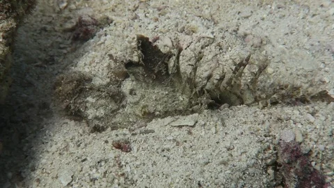 Indian Walkman/ Devil stinger/ Demon stinger Stock Footage 80802858