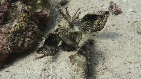 Indian Walkman/ Devil stinger/ Demon stinger Stock Footage 80803547