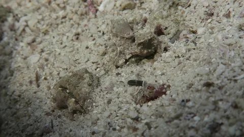 Indian Walkman/ Devil stinger/ Demon stinger Stock Footage 80805036