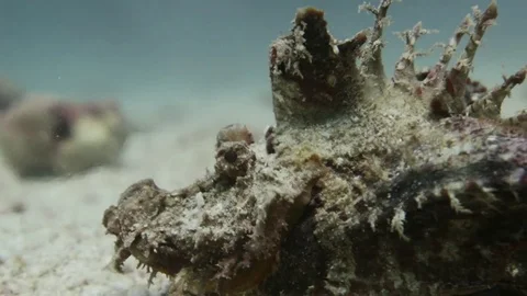 Indian Walkman/ Devil stinger/ Demon stinger Stock Footage 80805303