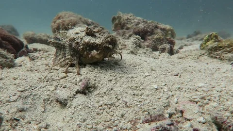 Indian Walkman/ Devil stinger/ Demon stinger Stock Footage 80902424