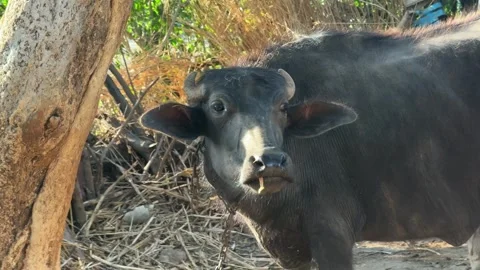 Indian Water Buffalo Close Up Looking at Camera in Rural Farm India Stock-Footage 331625199
