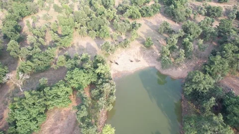 Indian-water-buffalo-drinking-pond-drone-orbit Stock Footage 342908922