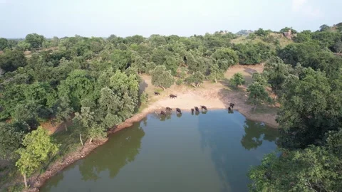 Indian-water-buffalo-drinking-pond-drone-reveal Stock Footage 342910015