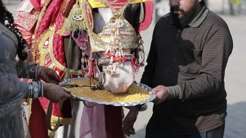 Indian Wedding Horse Stock Footage 169656874