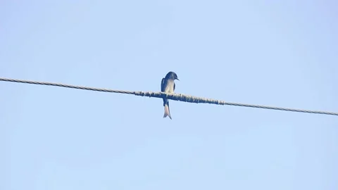 Indian White-bellied Drongo Stock Footage 134899452
