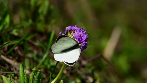 Indian White Cabbage Butterfly Nectar Feeding in Meadow Stock Footage 338432588