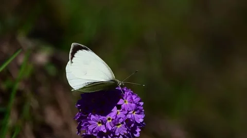 Indian White Cabbage Butterfly Nectar Feeding in Meadow Stock Footage 338432857