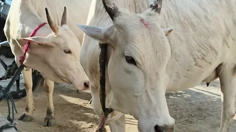 Indian White Cows Standing in Sunlit Rural Farmyard Stock Footage 320799233