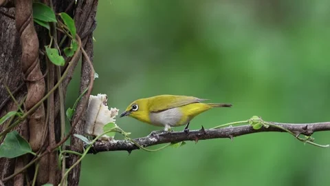 Indian White-eye Stock Footage 278849617