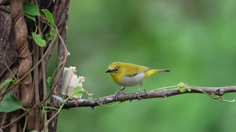 Indian White-eye Stock Footage 278849641