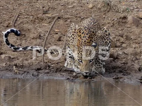 Indian Wild Animal Leopard Drinking Water During Ranthambore Safari Stock Photos