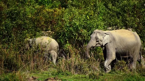 Indian Wild Elephants Stock Footage 87721661