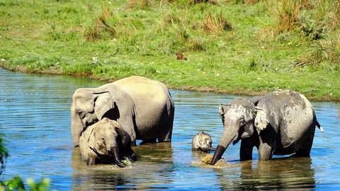 Indian wild elephants Stock Footage 87721672