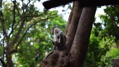 Indian wild monkey in a forest. Stock Footage 284905095