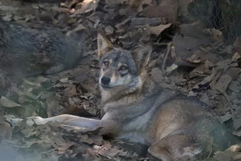 Indian wolf lying on a bed of dried leaves, gazing directly at the camera w.. Stock Photos