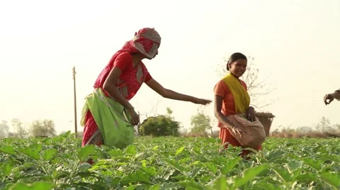 Indian women working in farm Stock Footage