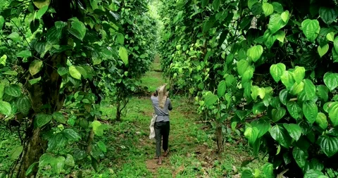 Indian Worker Walks through a Black Pepper Creeper Plantation 3 Video stock 288867442