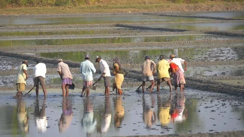 Indian workers in bright clothes work in a rice field and dig or weed Stock Footage 121285529