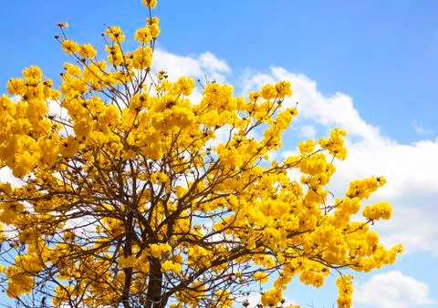 Indian yellow flowers Foto stock