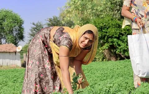 An Indian young farmer woman plucking green, fresh organic Thai hybrid variet Stock Photos