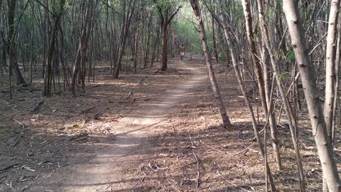 Indian young man jogging in the nature forest during sunrise, India Stock Footage 98463515