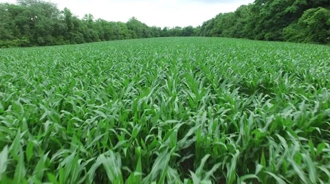Indiana Corn Field 4K Vidéo 51558337