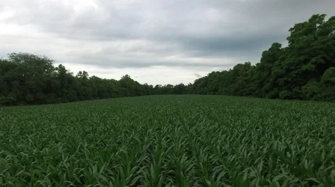 Indiana Corn Field 4K Stock Footage