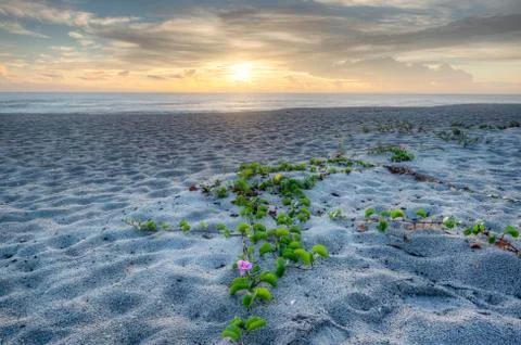 Indianlantic Beach Stock Photos