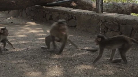 Indians animals – monkey on the ground Stock Footage 51118911