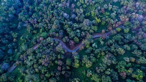 India's dense forests Stock-Fotos