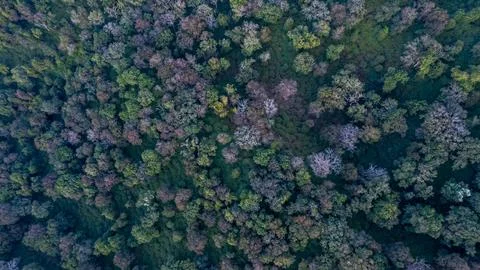 India's dense forests Stock-Fotos
