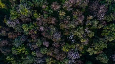 India's dense forests Stock-Fotos