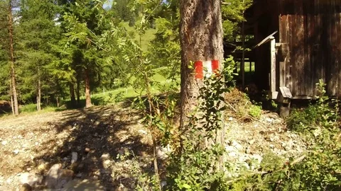 Indication Cai painted on trunk of tree, Alta Badia Video stock 79642520