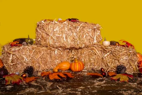 Indicators of Fall Stock Photos